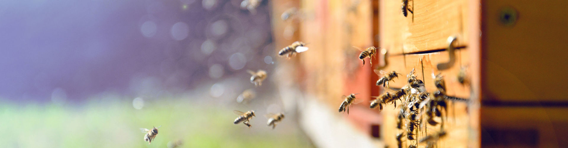 Bienen schwärmen vor einem Bienenstock